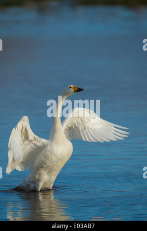 Ein Bewick (Tundra) Schwan seine Flügel trocknen, während in den späten Abend im Wasser stehend Stockfoto