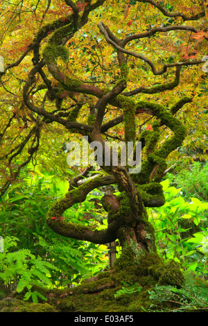 Foto der Butchart Gardens im Herbst Farbe, Vancouver Island, British Columbia, Kanada Stockfoto