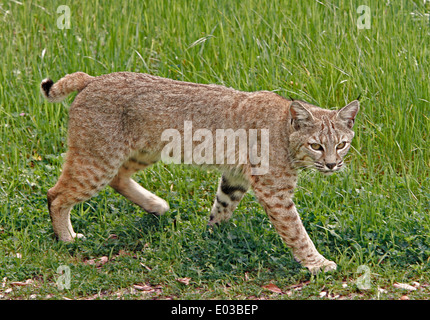 Wilde adult Bobcat zu Fuß durch eine Wiese in Nordkalifornien. Stockfoto