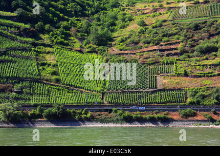 Foto von Weinberge entlang des Rheins, zwischen Koblenz und Rüdesheim, Deutschland Stockfoto