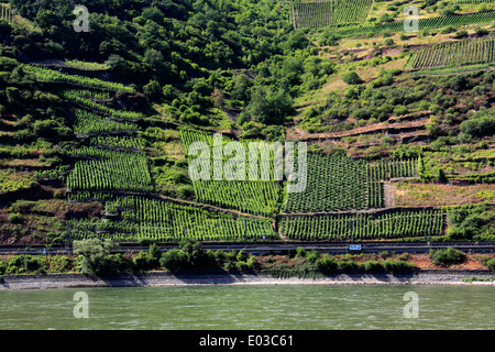 Foto von Weinberge entlang des Rheins, zwischen Koblenz und Rüdesheim, Deutschland Stockfoto