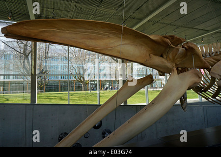 Kieferknochen des Skeletts Blauwal, Beaty Biodiversität Museum, University of British Columbia, Vancouver, Kanada Stockfoto