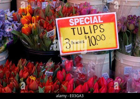 Trauben von Tulpen für den Verkauf außerhalb ein Lebensmittelgeschäft Stockfoto