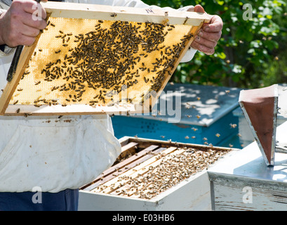 Imker schauen Waben. Weiße Schutzkleidung Stockfoto