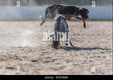 Deutsche rauhaar Zeiger, Erwachsene und Welpen spielen im Freien mit einem ball Stockfoto