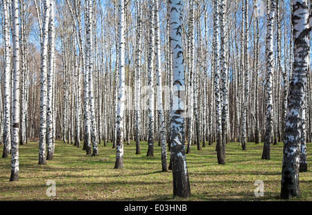 Sonnigen Birkenwald im ersten Frühling Grüns Stockfoto