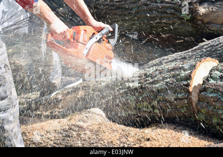 Mann mit Kettensäge schneiden den Baum Stockfoto