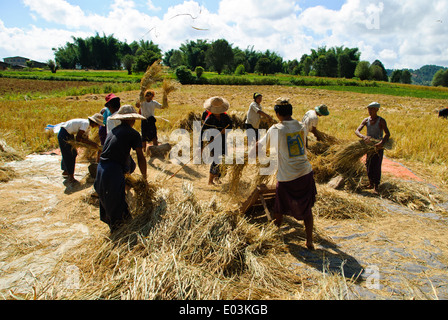 Bauern auf Erntezeit versammeln. Stockfoto