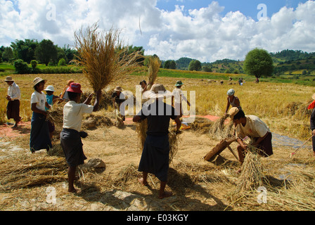 Landwirte, die zusammenkommen um über Erntezeit arbeiten. Stockfoto