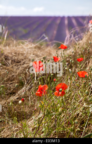 Mohn neben die Lavendelfelder der französischen Provence in der Nähe von Valensole Stockfoto