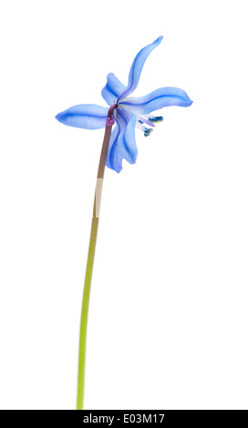 Scilla Frühlingsblume isoliert auf weißem Hintergrund Stockfoto