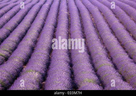 Endlose Reihen von duftenden Blumen auf die Lavendelfelder der französischen Provence in der Nähe von Valensole Stockfoto