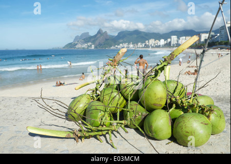 Handvoll frische grüne brasilianischen Coco Verde Kokosnüsse sitzen in der Sonne am Ipanema Strand Rio de Janeiro Brasilien Stockfoto