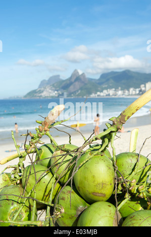 Handvoll frische grüne brasilianischen Coco Verde Kokosnüsse sitzen in der Sonne am Ipanema Strand Rio de Janeiro Brasilien Stockfoto