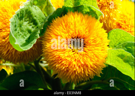 Helianthus Annuus Teddybär Sonnenblume Stockfoto