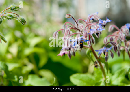 Bumble Bee bestäuben Starflower (Borrango Officinalis) Stockfoto