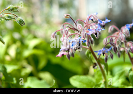 Bumble Bee bestäuben Starflower (Borrango Officinalis) Stockfoto