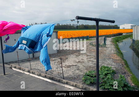 Lisse, Südholland, Niederlande. 18. April 2014. Ein Feld von Tulpen. Kleidung hängen zum Trocknen auf der Wäscheleine neben einem Bauernhaus. © Hans Van Rhoon/ZUMA Wire/ZUMAPRESS.com/Alamy Live-Nachrichten Stockfoto