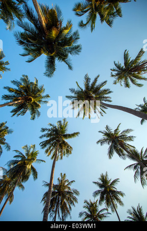 Kokosnuss-Palmen gegen blauen Himmel Stockfoto