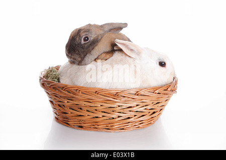 Zwei Hasen in Korb Stockfoto