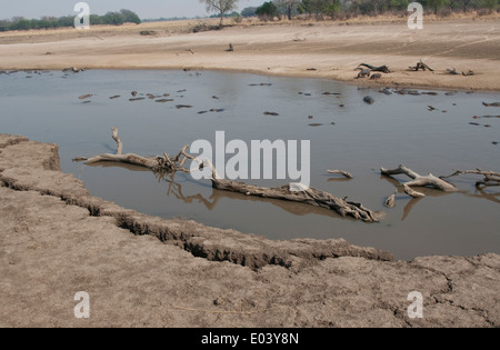 Kollabierende Banken des Luangwa Flusses in späten trockenen Saison South Luangwa Nationalpark Sambia Stockfoto