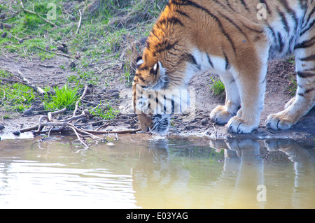 Amur-Tiger (Panthera Tigris Altaica) Trinkwasser Stockfoto