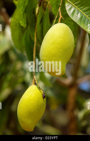 Mango-Früchte am Baum Nahaufnahme Stockfoto