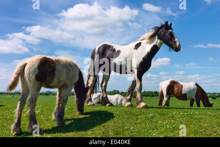 Skewbal Pferde weiden auf der offenen Weide bei Schweinen Moor in der Nähe des Dorfes Tickton in der Nähe von Beverley, Yorkshire, Großbritannien. Stockfoto