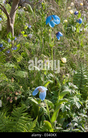 RHS Chelsea Flower show 2013 100. Jubiläums Stockfoto