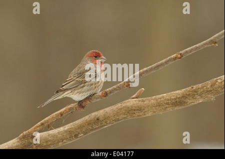 Profil von einem männlichen Haus Fink Stockfoto