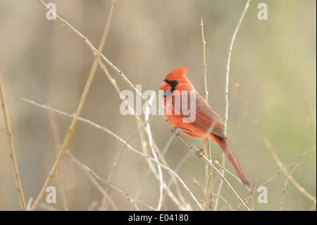 Profil von männlichen nördlichen Kardinal Stockfoto