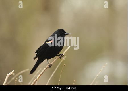 Rotschulterstärling Stockfoto