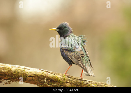 Profil von einem Commom Starling Stockfoto