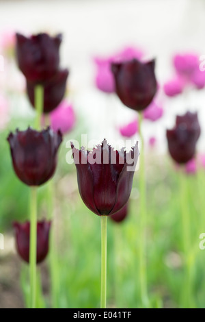 Tulipa. Gefranste Tulpe "Vincent van Gogh" Blumen Stockfoto