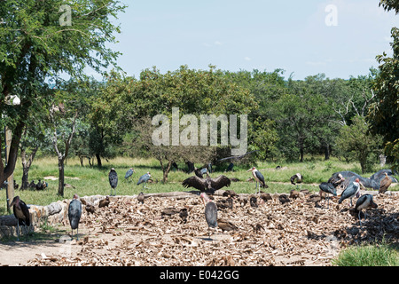 Geier und Marabu von toten Tieren in der Natur Essen Zentrum in Südafrika Stockfoto