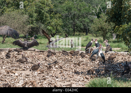 Geier und Marabu von toten Tieren in der Natur Essen Zentrum in Südafrika Stockfoto