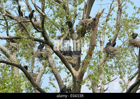 Kormorane auf ihrem Nest mit Küken im Bourgoyen in Gent, Belgien Stockfoto