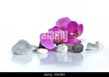 schöne Orchidee auf Kieselsteinen und steinerne Herz auf weißem Hintergrund Stockfoto