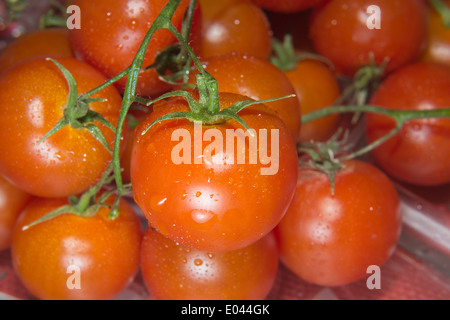 Foto von sehr frische Kirschtomaten auf Ast Stockfoto