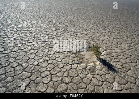 Einsame Anlage am unteren Rand eines ausgetrockneten Sees in der Namib-Wüste Stockfoto