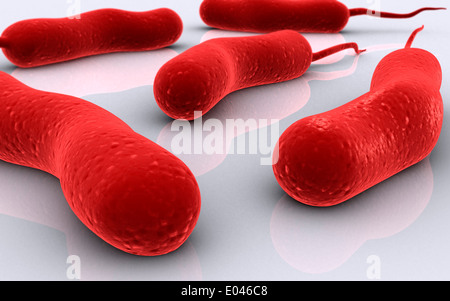 Konzeptbild Cholerae-Bakterien. Stockfoto