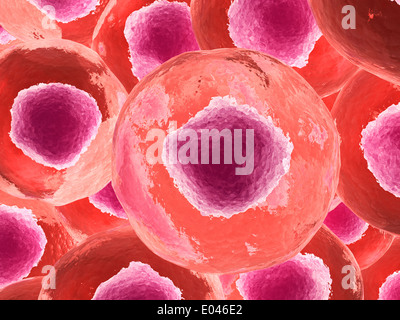 Mikroskopische Ansicht der tierischen Zelle. Stockfoto