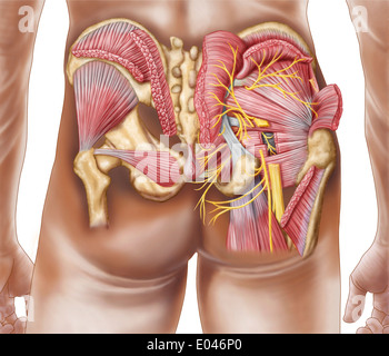 Anatomie der Glutealmuskulatur in das menschliche Gesäß. Stockfoto