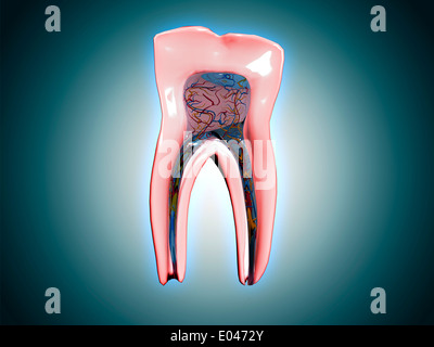 Querschnitt eines menschlichen Zahnes. Stockfoto