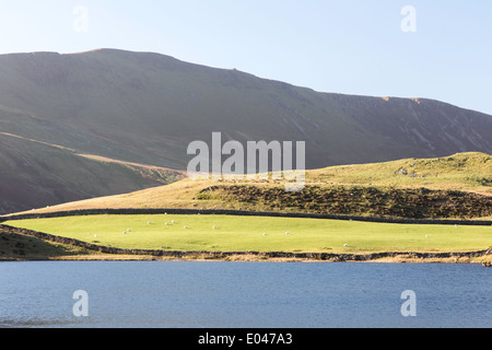 Llynnau Cregennen See in der Nähe Ortszentrum, Nord-West-Wales, UK Stockfoto