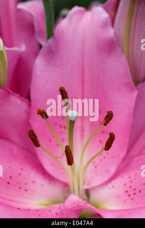 Lilium "Homerus" Blume. Nahaufnahme von orientalische Lilie. Stockfoto