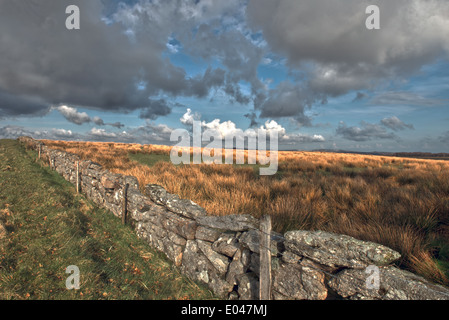 Alten trocknen Steinmauer auf Dartmoors Nationalpark, Devon, England, Uk. Stockfoto