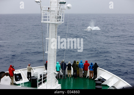 Touristen Wale beobachten auf dem Schiff nach Blauwal atmen und Oberfläche in der drake-Passage im südatlantik Stockfoto