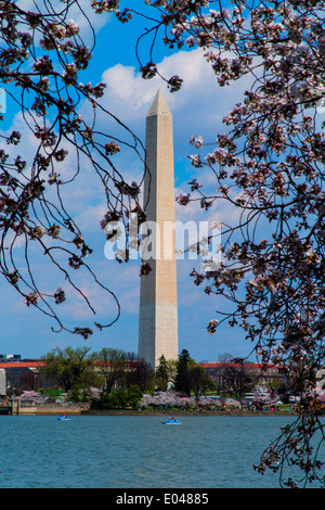 Washington Kirschblüten DC USA um Gezeitenbecken mit Washington Monument Stockfoto