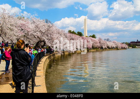 Washington Kirschblüten DC USA um Gezeitenbecken mit Washington Monument Stockfoto